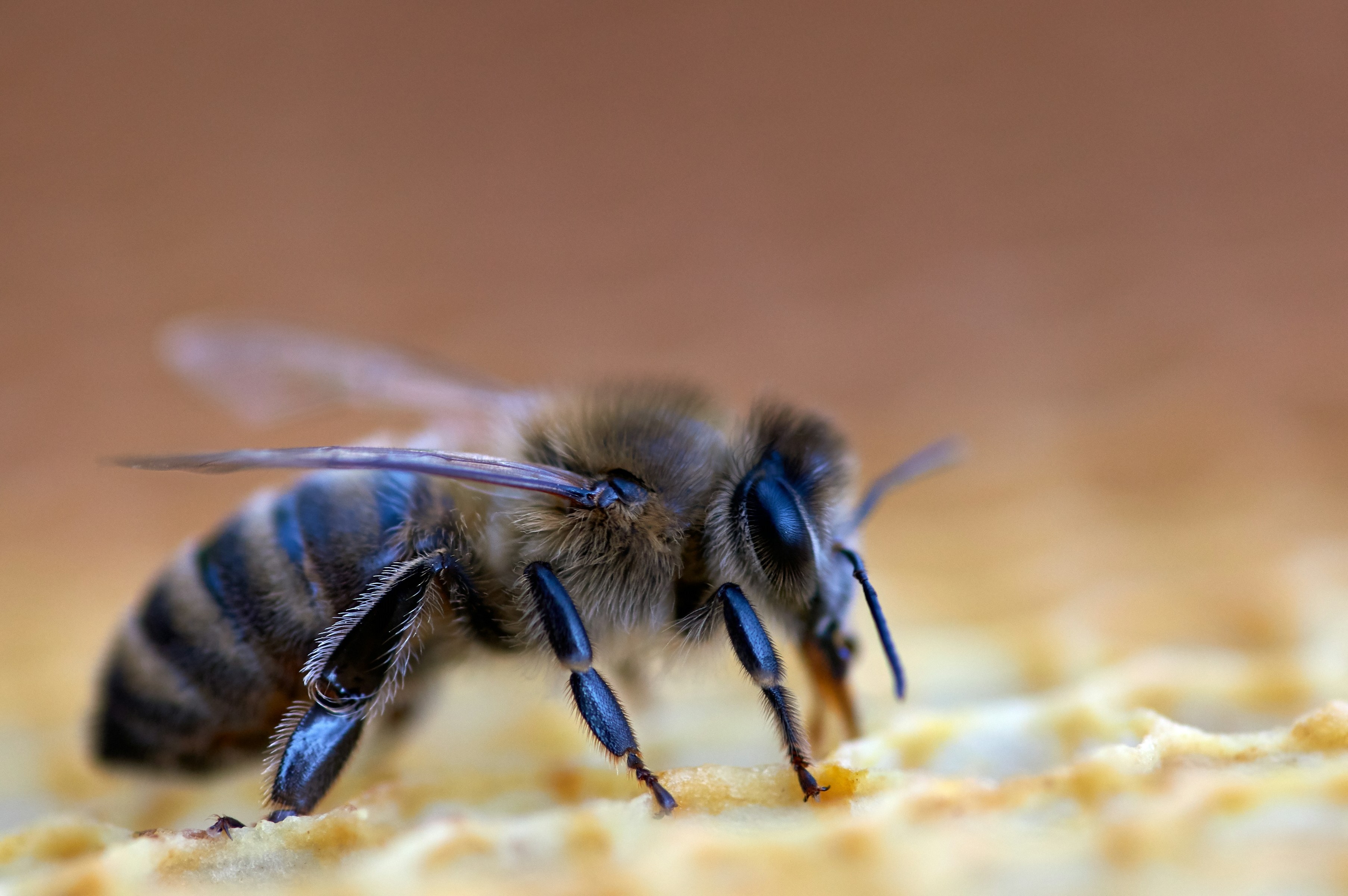 cresterea albinelor